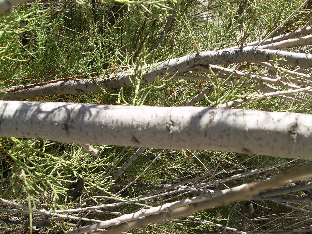 Albero da spiaggia - Tamarix cfr. gallica